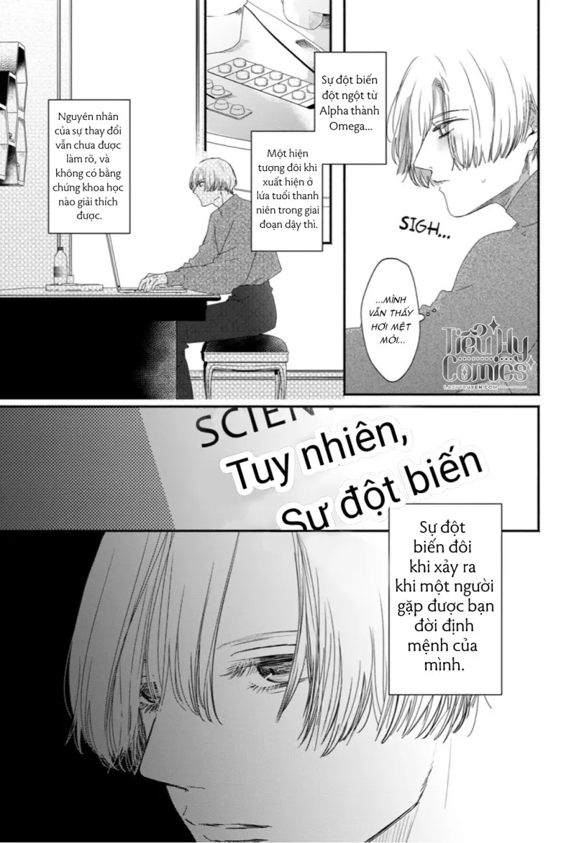 Tình Yêu Méo Mó Dành Cho Omega Đáng Thương - Chap 4